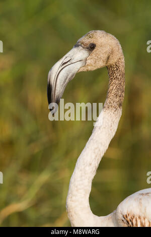 Bird immagine fatta da Ralph Martin Foto Stock