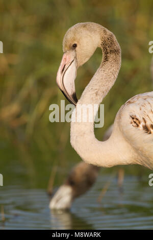 Bird immagine fatta da Ralph Martin Foto Stock