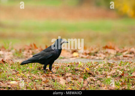 Roek, Rook, Corvus frugilegus ssp. frugilegus, Germania, per adulti Foto Stock