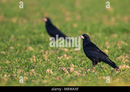 Roek, Rook, Corvus frugilegus ssp. frugilegus, Germania, per adulti Foto Stock