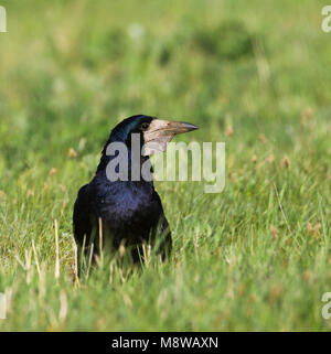 Roek, Rook, Corvus frugilegus ssp. frugilegus, Germania, per adulti Foto Stock