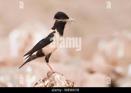 Rosa - Starling Rostenstar - Pastor roseus, Kazakistan, per adulti Foto Stock