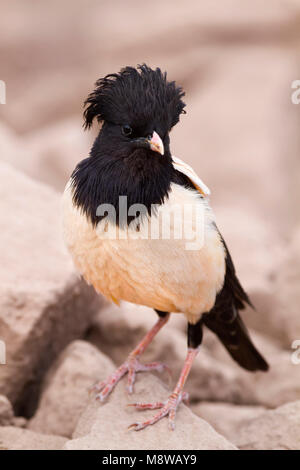 Rosa - Starling Rostenstar - Pastor roseus, Kazakistan, per adulti Foto Stock