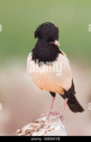 Rosa - Starling Rostenstar - Pastor roseus, Kazakistan, per adulti Foto Stock