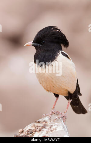 Rosa - Starling Rostenstar - Pastor roseus, Kazakistan, per adulti Foto Stock