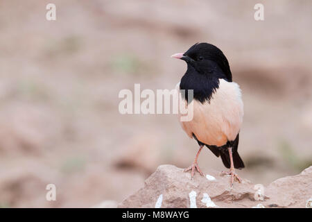 Rosa - Starling Rostenstar - Pastor roseus, Kazakistan, per adulti Foto Stock