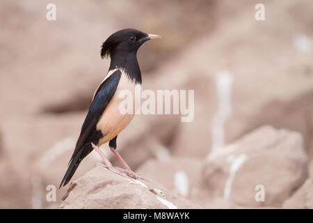 Rosa - Starling Rostenstar - Pastor roseus, Kazakistan, per adulti Foto Stock