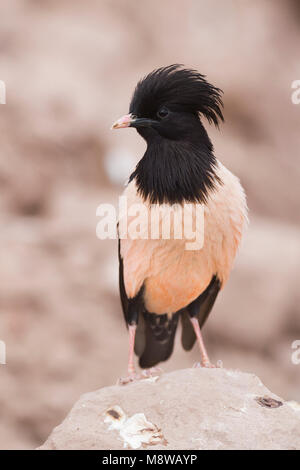 Rosa - Starling Rostenstar - Pastor roseus, Kazakistan, per adulti Foto Stock