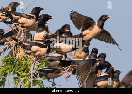 Rosa - Starling Rostenstar - Pastor roseus, Kirghizistan Foto Stock