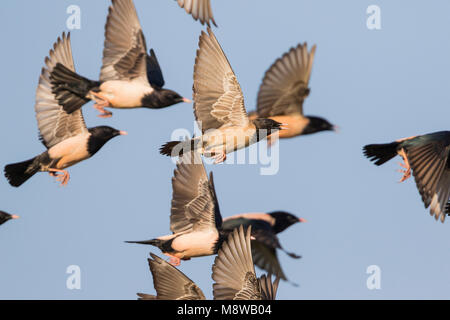 Rosa - Starling Rostenstar - Pastor roseus, Kirghizistan Foto Stock