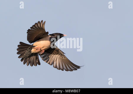 Rosa - Starling Rostenstar - Pastor roseus, Kirghizistan Foto Stock