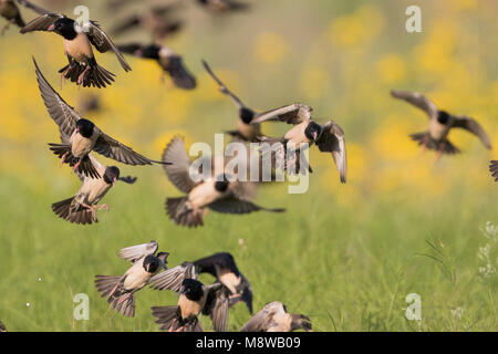 Rosa - Starling Rostenstar - Pastor roseus, Kirghizistan Foto Stock