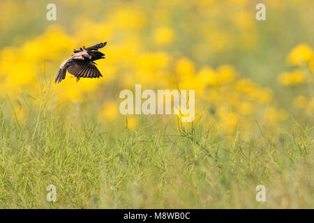 Rosa - Starling Rostenstar - Pastor roseus, Kirghizistan Foto Stock