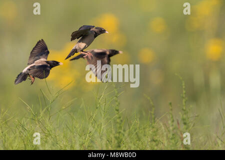 Rosa - Starling Rostenstar - Pastor roseus, Kirghizistan Foto Stock