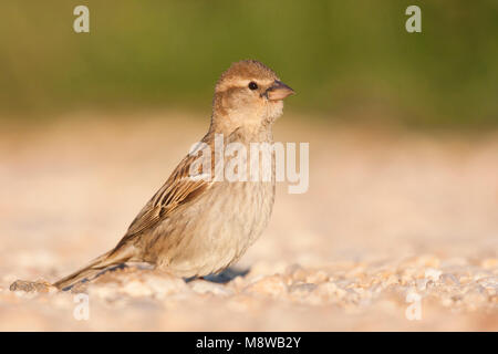 Passera sarda - Weidensperling - Passer hispaniolensis ssp. hispaniolensis, femmina adulta, Croazia Foto Stock