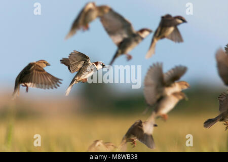 Spaanse Mus; Passera sarda, Passer hispaniolensis ssp. transcaspicus, Turchia Foto Stock