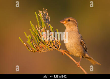 Spaanse Mus; Passera sarda, Passer hispaniolensis ssp. hispaniolensis, femmina adulta, Cipro Foto Stock