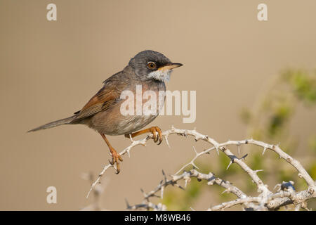 Spectacled trillo - - Brillengrasmücke Sylvia conspicillata ssp. conspicillata, Cipro, maschio adulto Foto Stock