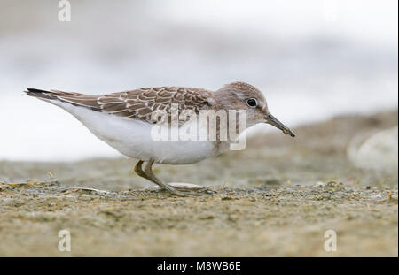 Di Temminck stint - Temminckstrandläufer - Calidris temminckii, Germania, 1cy Foto Stock