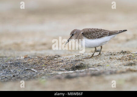 Di Temminck stint - Temminckstrandläufer - Calidris temminckii, Germania, 1cy Foto Stock