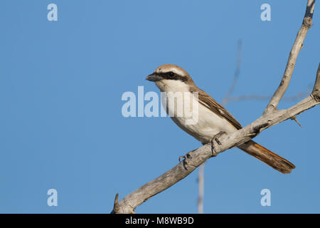 Turkestan Shrike - Turkestanwürger - Lanius phoenicuroides, Kazakistan, maschio adulto Foto Stock