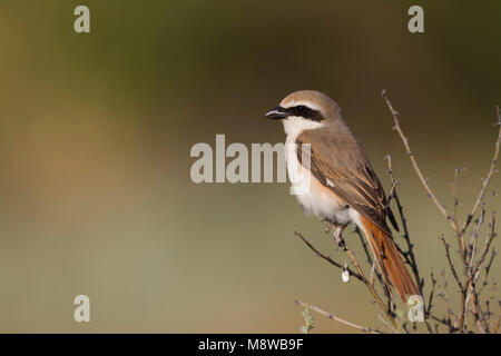 Turkestan Shrike - Turkestanwürger - Lanius phoenicuroides, Kazakistan, maschio adulto Foto Stock