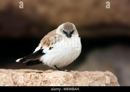 Sneeuwvink, bianco-winged Snowfinch, Montifringilla nivalis ssp. leucura, adulto, Turchia, adulto, Turchia Foto Stock