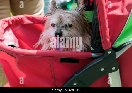 Un cane è seduto in un rosso la PRAM Foto Stock