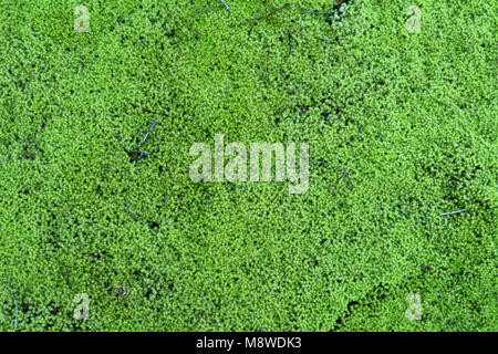 Tappeto lussureggianti di capelli cap moss (polytrichum comune) sul pavimento di una foresta canadese. Foto Stock