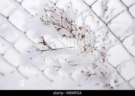 Coperte di neve il ramo erba secca close-up su uno sfondo luminoso griglia in brina Foto Stock