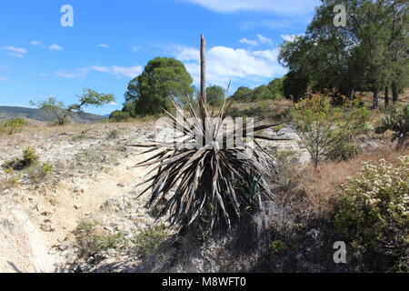 Ixpantepec nieves Oaxaca messico Foto Stock