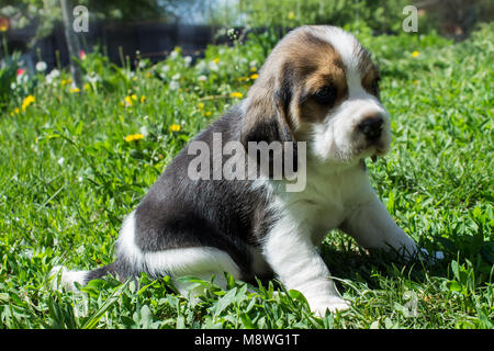Piccolo cucciolo triste di un cane beagle seduto in erba in una giornata di sole close-up Foto Stock