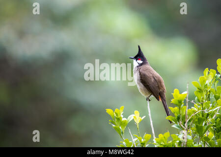 Rosso Bulbul whiskered (Pycnonotus jocosus) appollaiate su albero Foto Stock