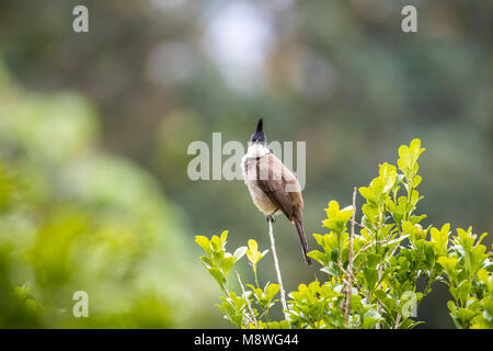 Rosso Bulbul whiskered (Pycnonotus jocosus) appollaiate su albero Foto Stock