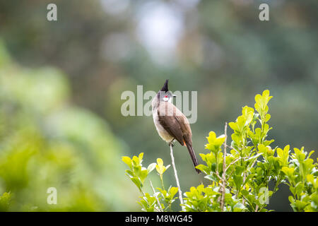 Rosso Bulbul whiskered (Pycnonotus jocosus) appollaiate su albero Foto Stock