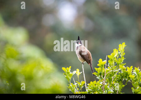 Rosso Bulbul whiskered (Pycnonotus jocosus) appollaiate su albero Foto Stock