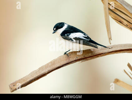 Withalsvliegenvanger; semi-collare; Flycatcher Ficedula semitorquata Foto Stock