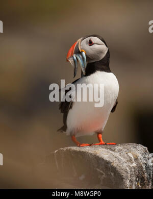 Papegaaiduiker zittend op rots incontrato visjes; Atlantic Puffin appollaiato sulla roccia con pesce Foto Stock