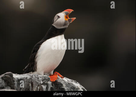 Papegaaiduiker roepend op marcisce; Atlantic Puffin chiamando su roccia Foto Stock