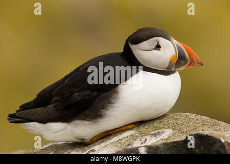 Atlantic Puffin appollaiato close-up; Papegaaiduiker zittend beeldvullend Foto Stock