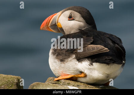 Atlantic Puffin appollaiato close-up; Papegaaiduiker zittend beeldvullend Foto Stock