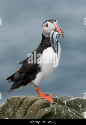 Papegaaiduiker zittend op rots incontrato visjes in snavel; Atlantic Puffin arroccata su una roccia con pesci di Bill Foto Stock