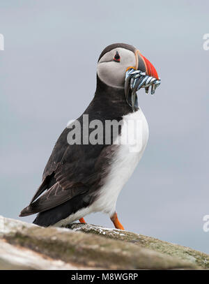 Papegaaiduiker zittend op rots incontrato visjes in snavel; Atlantic Puffin arroccata su una roccia con pesci di Bill Foto Stock