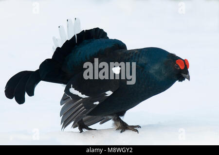 Gallo forcello lekking maschio nella neve; Korhoen uomo baltsend in de sneeuw Foto Stock