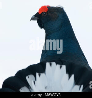 Gallo forcello lekking maschio nella neve; Korhoen uomo baltsend in de sneeuw Foto Stock