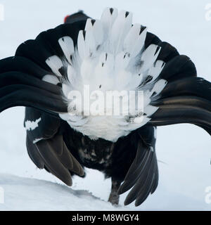 Gallo forcello lekking maschio nella neve; Korhoen uomo baltsend in de sneeuw Foto Stock