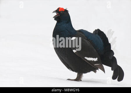 Gallo forcello lekking maschio nella neve; Korhoen uomo baltsend in de sneeuw Foto Stock