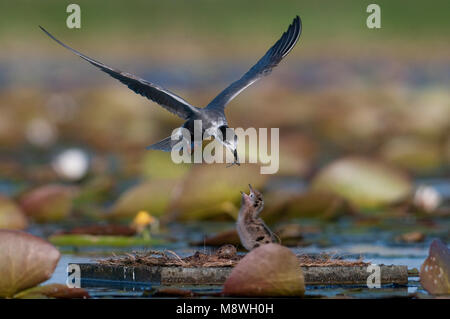 Zwarte Stern ha incontrato jongen; Black tern con pulcini Foto Stock