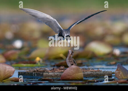 Zwarte Stern ha incontrato jongen; Black tern con pulcini Foto Stock