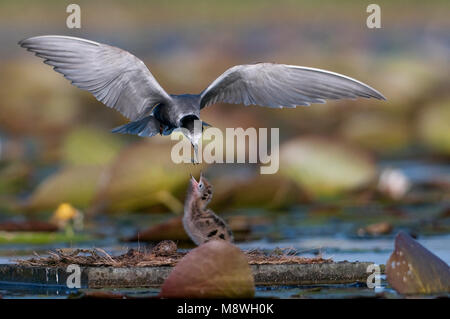 Zwarte Stern ha incontrato jongen; Black tern con pulcini Foto Stock